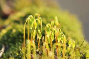 黑豆芽苗菜温室种植技术