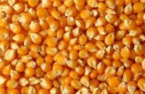 玉米种子如何催芽？
