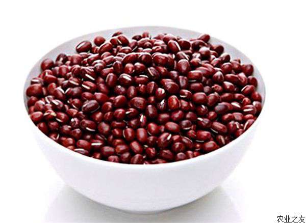 红小豆种植增产技术
