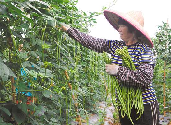 秋季种植豆角怎么样能高产