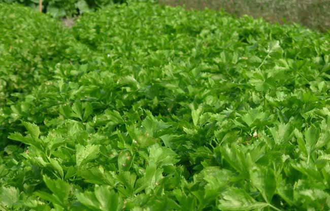 冬季芹菜的高效种植技术