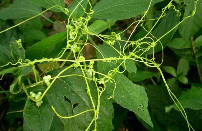 菟丝子种子价格及种植方法