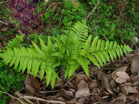 蕨类植物