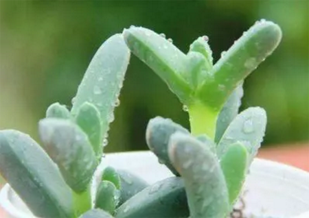 多肉植物种植进阶篇——多肉植物的7种繁殖方法