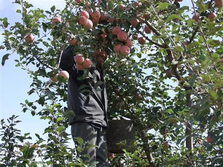 苹果树夏季修剪及其注意问题