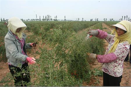 枸杞种植技术视频图片