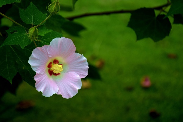 木芙蓉种子怎么种