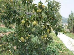 种植板栗树夏季如何施肥？