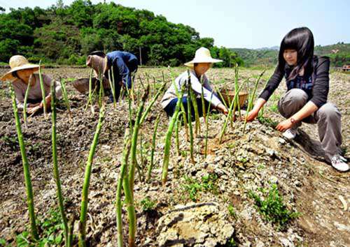 种植芦笋遇到灾害性天气怎样应对？