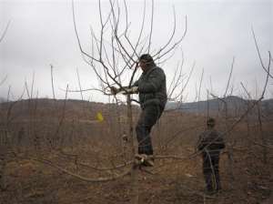 怎样修剪大年苹果树