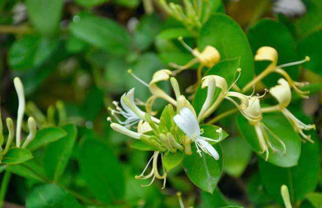 金银花种植条件