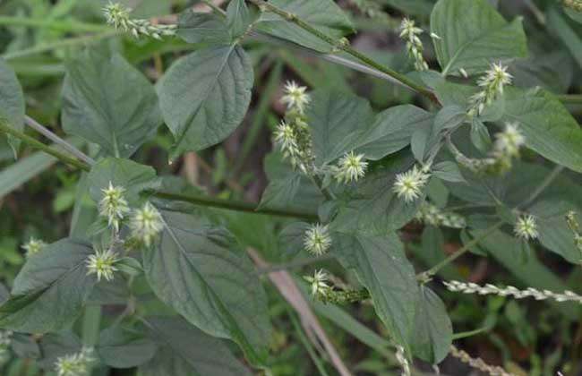 牛膝种子价格及种植方法