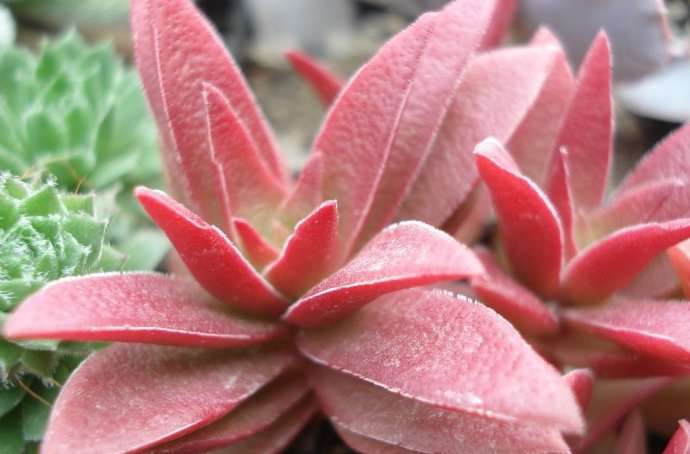 红叶祭 Crassula 'Momiji Matsuri'