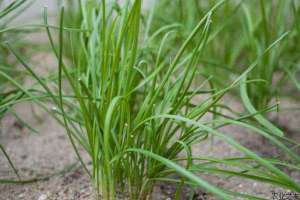 韭菜种植技术要点