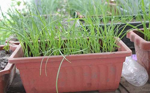 怎样盆栽韭菜？盆栽韭菜种植技术