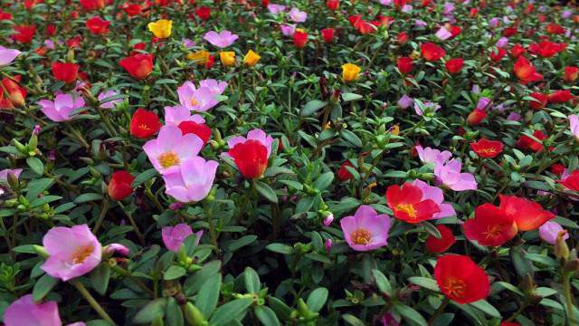 太阳花种植方法和时间