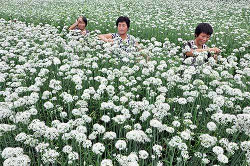 优质高产韭菜花综合种植管理技术