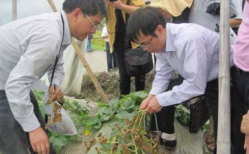 甜瓜怎么嫁接，甜瓜嫁接后管理