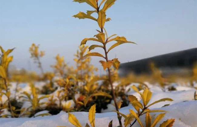 极端雨雪天气，黄金枸骨都没问题.jpg