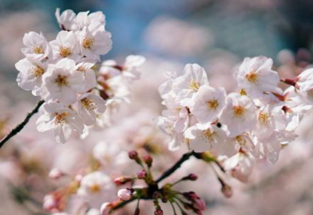 樱花树苗多少钱一株 樱花哪个品种好