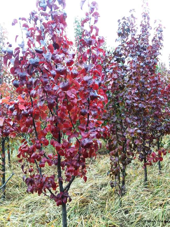 彩叶豆梨种植基地.jpg