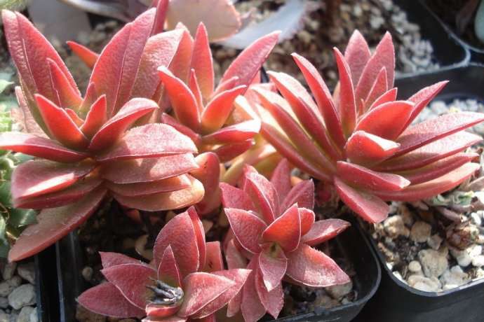 红叶祭 Crassula 'Momiji Matsuri'