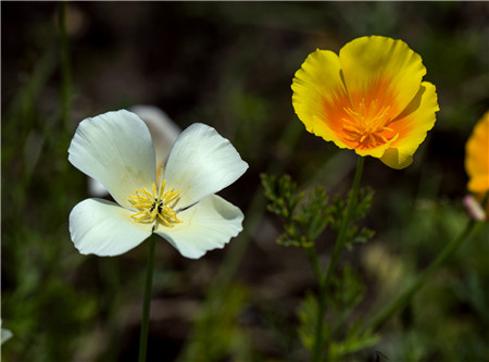 花菱草四季养护方法