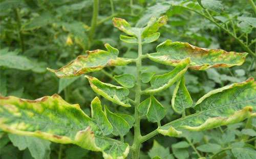 番茄缺钾的症状、原因及补钾措施_番茄