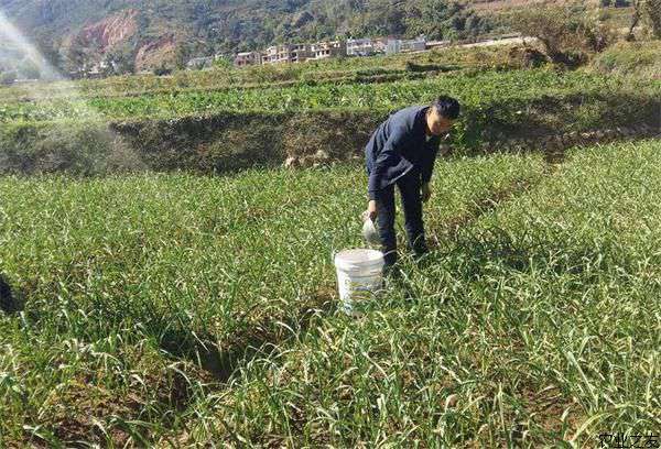 大蒜种植之高产施肥的方法