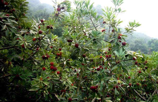 杨梅树种植几年结果-