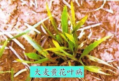 大麦黄花叶病有什么危害？