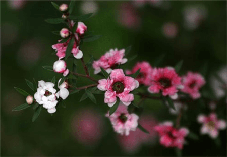 松红梅植株