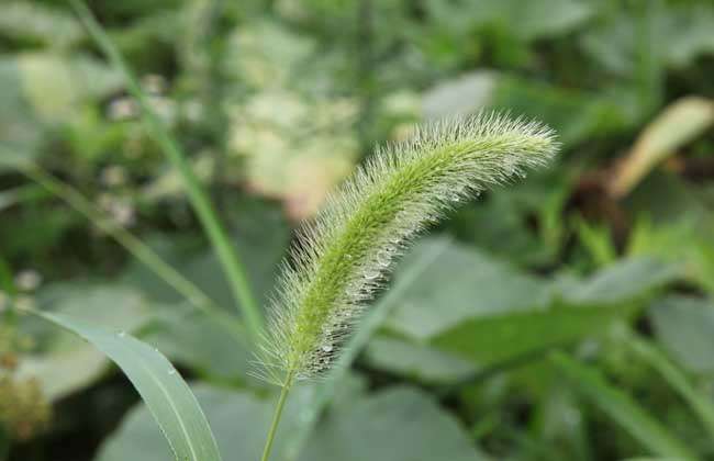 狗尾巴草是什么植物？