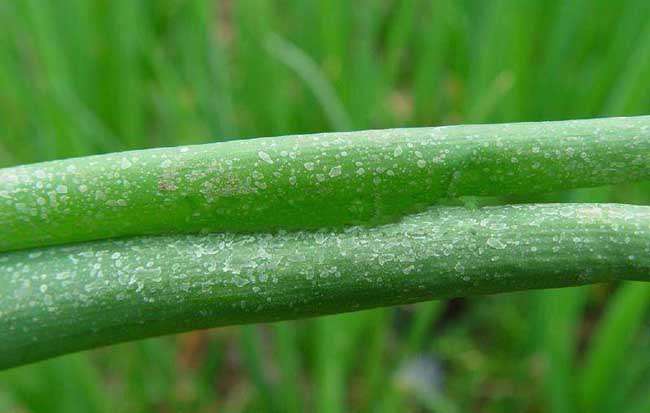 葱蒜韭菜类蔬菜虫害防治技术