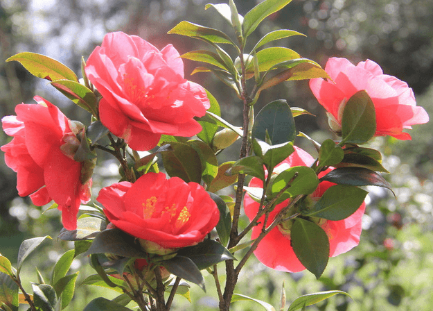 茶花的养护