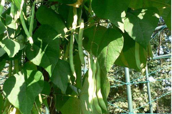 日光温室冬豆角种植技术