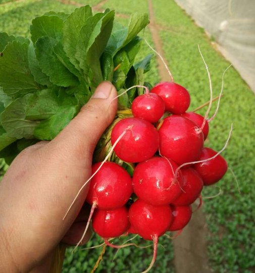 怎样种植樱桃萝卜