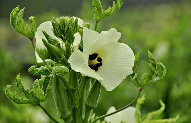 秋葵种子价格及种植方法