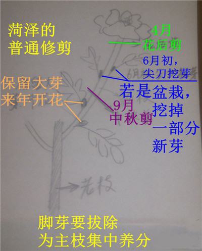 荷兰牡丹修剪方法