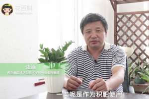 金钱树施什么肥好