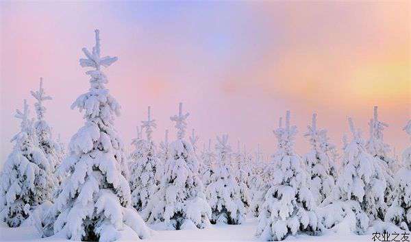 盐碱地区怎样移栽雪松