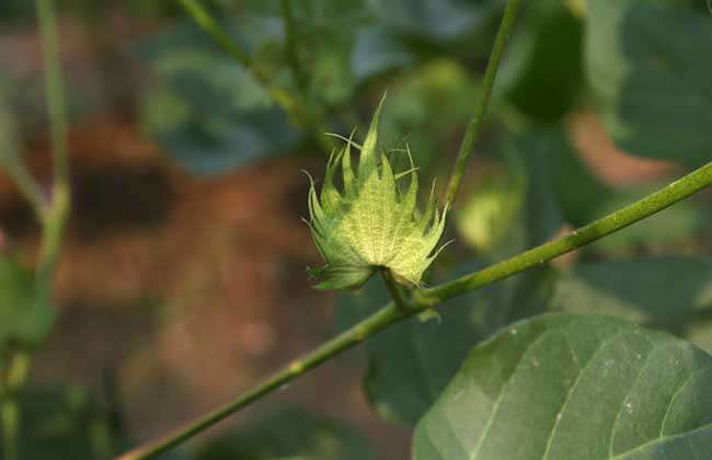 棉花种植时间是什么时候？