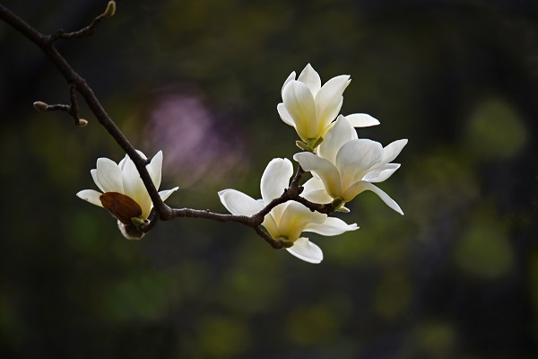 白玉兰开花后怎么办