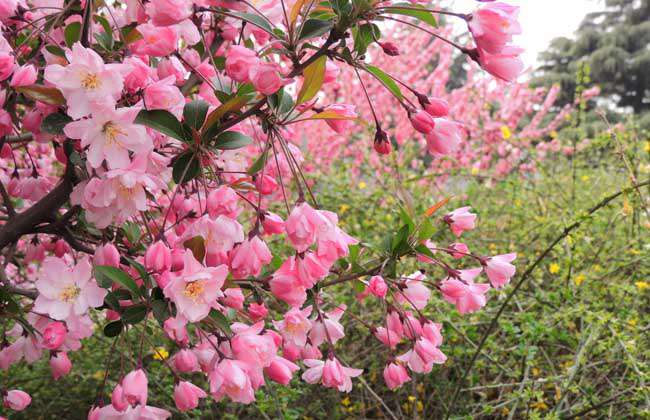 一树梨花压海棠是什么意思