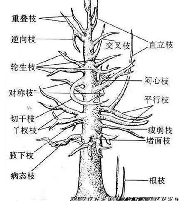 果树整形3.jpg