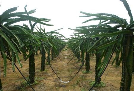 种植火龙果如何浇水好？