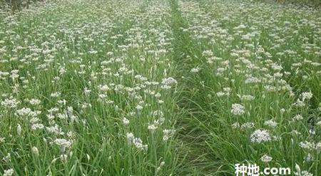 韭菜花怎么种植能高产？