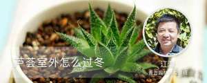 芦荟室外怎么过冬