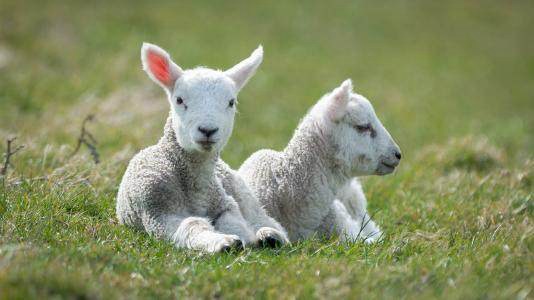 羔羊死亡率高原因及预防措施
