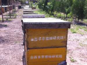 蜜蜂养殖 健康产业_养殖方法